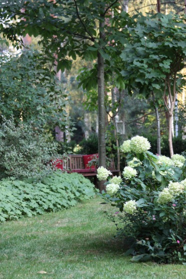 Hortensie Limelight im Schattengarten als Baumringbepflanzung Kiefer
