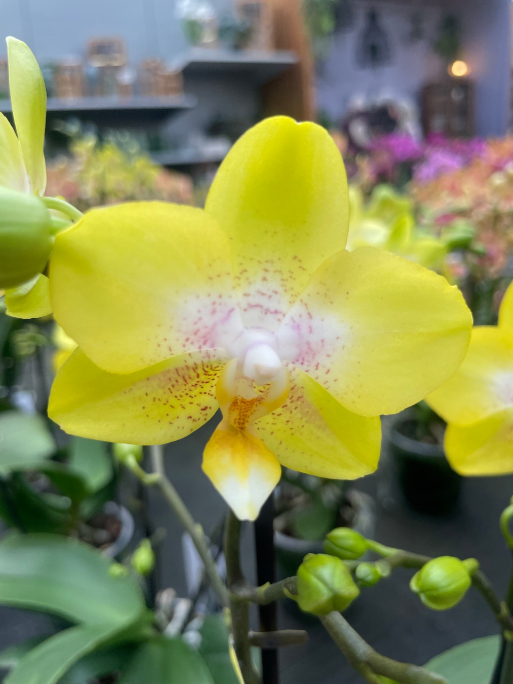 Winterzeit Orchideenzeit