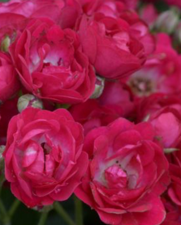 Rosentip 2024 ‚ Ramblerrose Perennial Domino ‚ ( Rose des Jahres 2020)